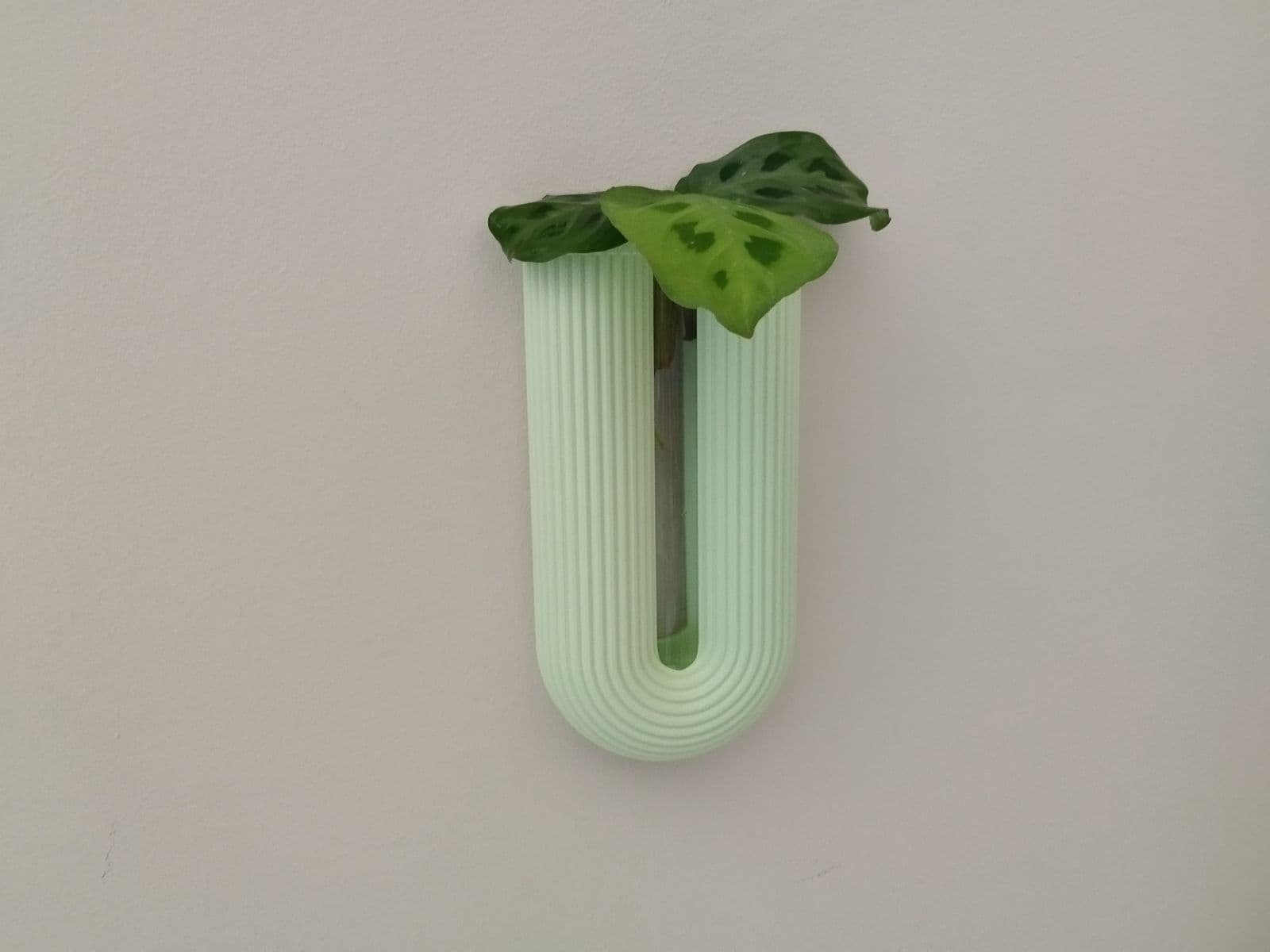 Modern Ribbed Propagation Vase — 3